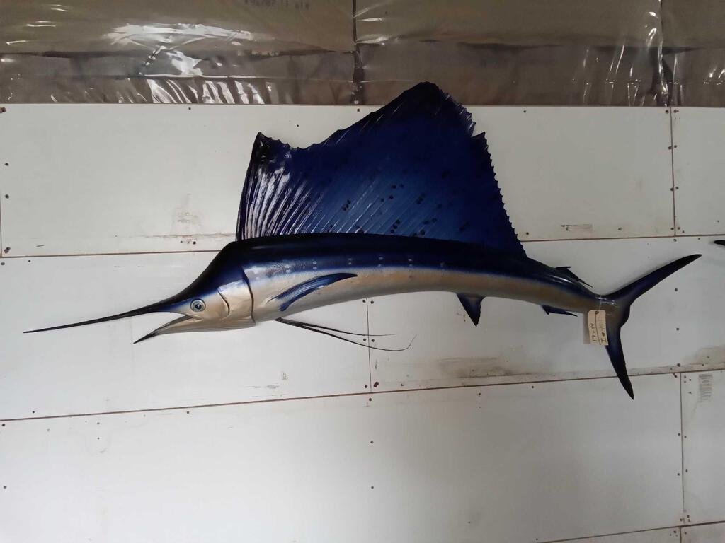 Sail Fish Reproduction Taxidermy: 17.44 Removable fin for easier transport about 96" long x 45" tall