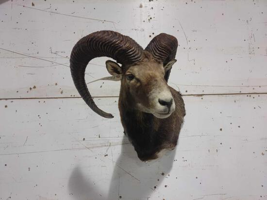 Mouflon Ram Sheep Shoulder Mount Taxidermy: 128.25 Cool piece big horns about 24" tall x 19" wide x 22" out