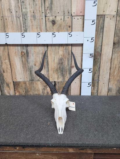 African Impala Skull Taxidermy (1 of 4)