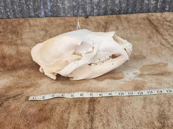 Big Black Bear Skull Taxidermy (1 of 4)
