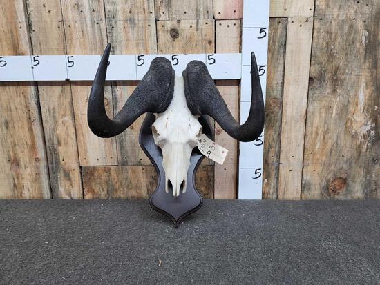 African Bkack Wildebeest Skull On Plaque: 3.10 Great look