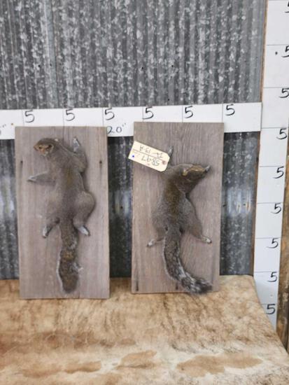 2 Grey Squirrels Full Body Taxidermy Mounts (1 of 5)