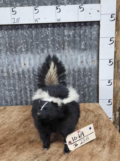 Skunk Full Body Taxidermy Mount: 10.69 Brand new mount free standing