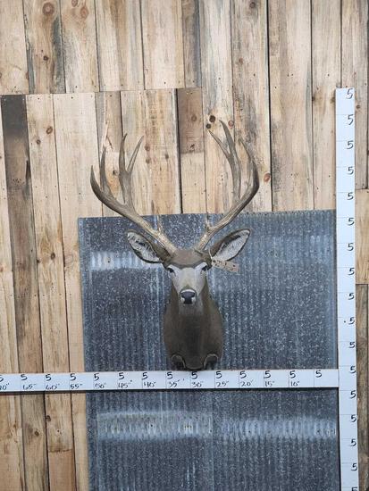 Reproduction Mule Deer Shoulder Mount Taxidermy: 45.1 This is 100% Reproduction with realistic looking Antlers the perfect Christmas present for the vegan in your life !
