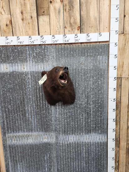 Black Bear Shoulder Mount Taxidermy (1 of 3)