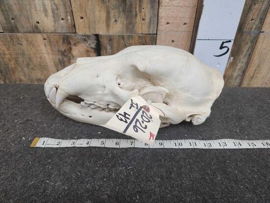Alaskan Grizzly Bear Skull: 20.26 Nice Skull teeth intact with CITES tag