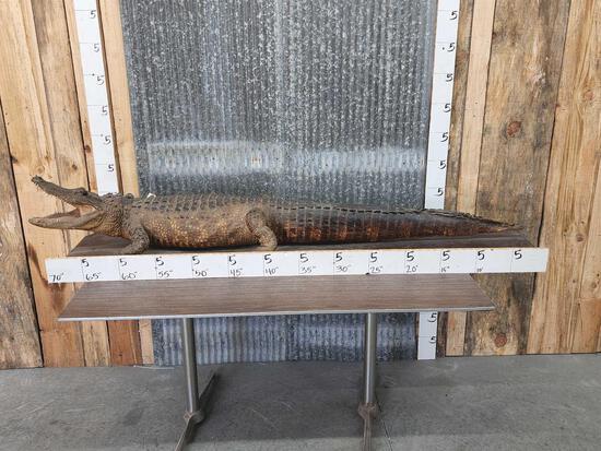 Vintage Alligator Full Body Taxidermy Mount (1 of 6)