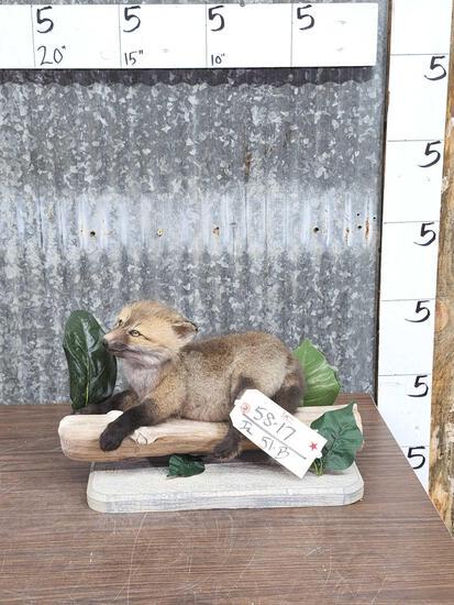 Baby Fox Pup Full Body Taxidermy Mount: 58.17 Cute factor is high!