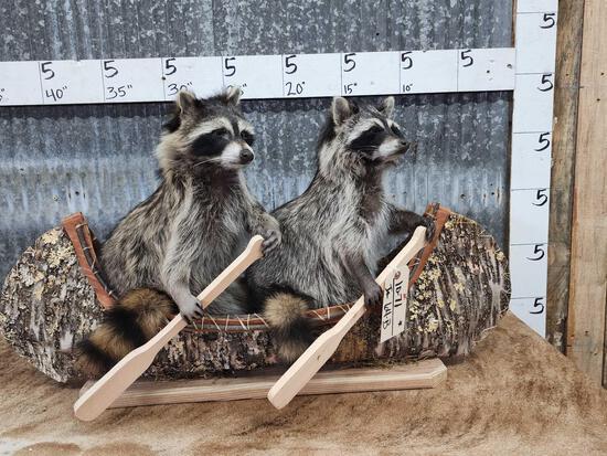 2 Raccoons In A Birch Bark Canoe Taxidermy (1 of 4)