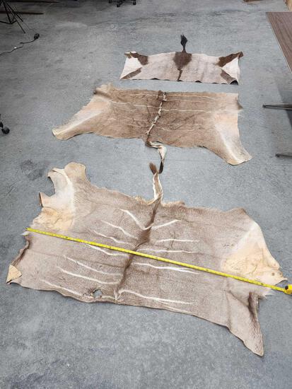3 Soft Tanned African Skins Taxidermy (1 of 4)