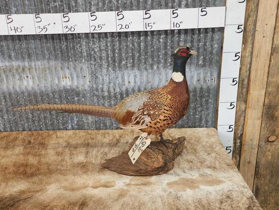 Ringneck Pheasant Full Body Bird Taxidermy (1 of 5)