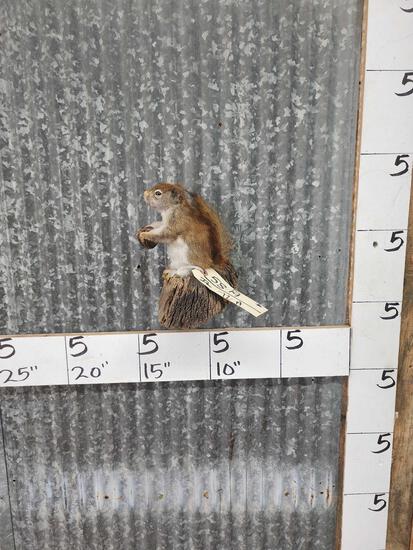 Pine Squirrel Full Body Taxidermy Mount (1 of 3)
