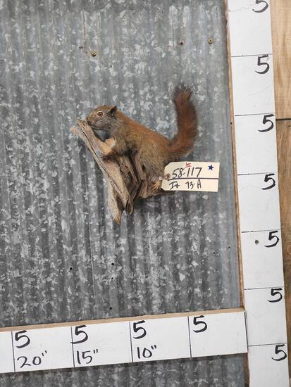 Pine Squirrel Full Body Taxidermy Mount (1 of 2)