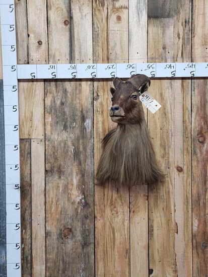 Himalayan Tahr Shoulder Mount Taxidermy (1 of 4)