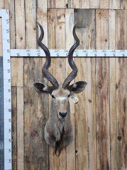 African Kudu Shoulder Mount Taxidermy (1 of 3)