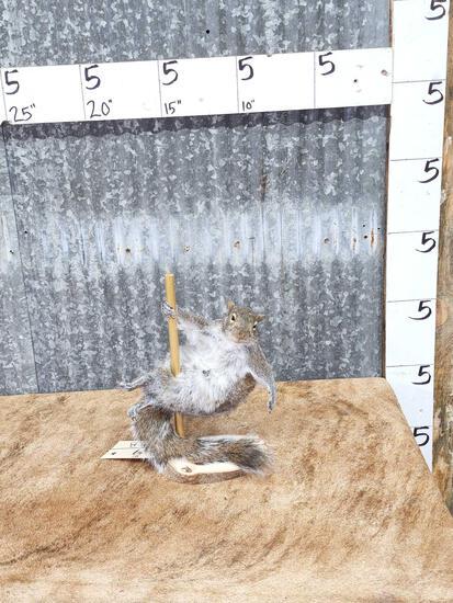 Squirrel On A Stripper Pole Taxidermy: 10.79 Brand new mount showing off her moves