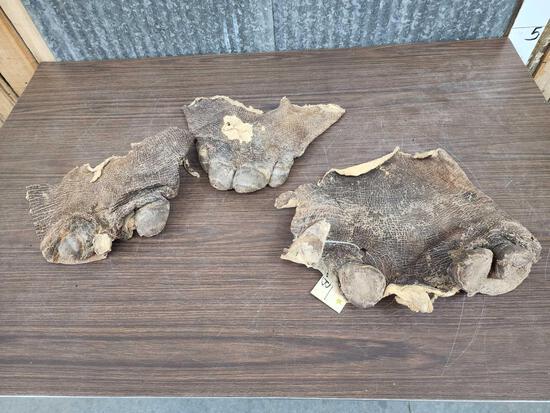 3 Hippopotamus Feet Taxidermy (1 of 4)