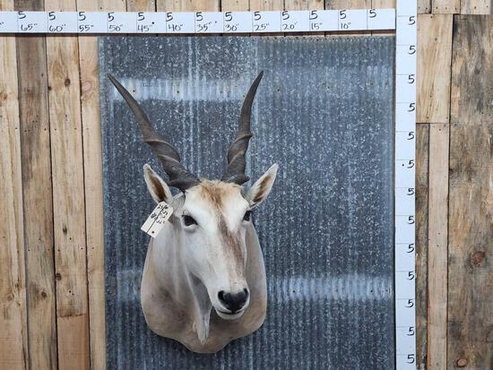 African Eland Shoulder Mount Taxidermy (1 of 3)