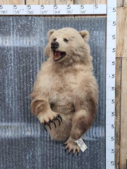 Grizzly Bear Half Body Taxidermy Mount (1 of 5)