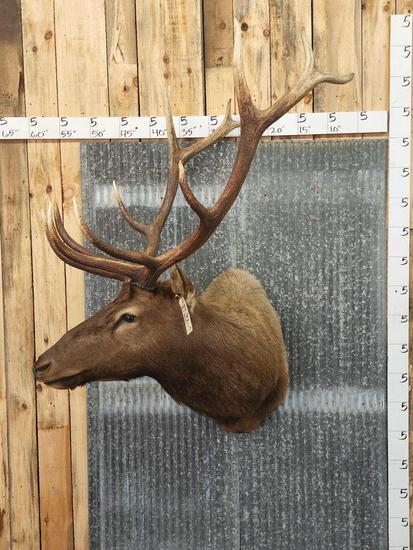 Elk Shoulder Mount Taxidermy (1 of 6)