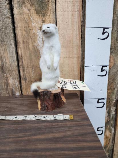 Weasel Full Body Taxidermy Mount (1 of 4)