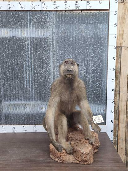 African Chacma Baboon Full Body Taxidermy Mount (1 of 8)