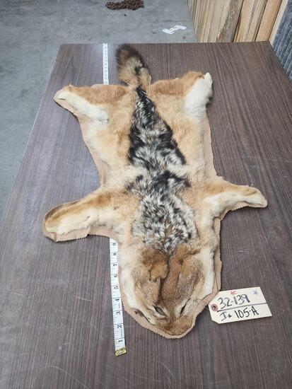 Black Back Jackal Rug Taxidermy (1 of 4)