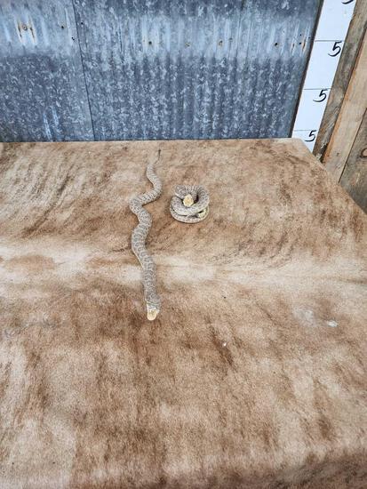 2 Rattlesnakes Taxidermy (1 of 7)