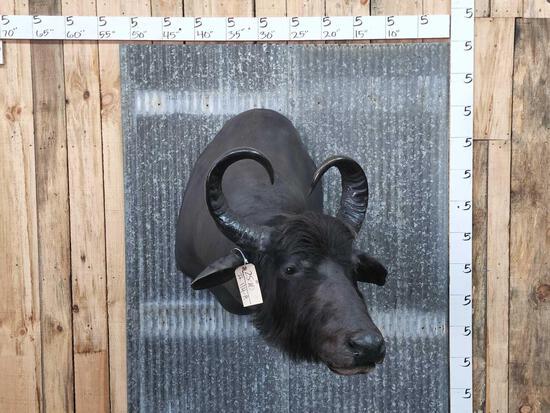Water Buffalo Cow Shoulder Mount Taxidermy (1 of 4)