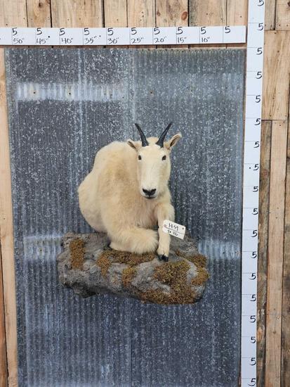 Mountain Goat Half Body Taxidermy Mount: 19.59 Unusual mount on artificial rock hanging base