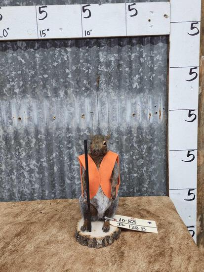 Hunting Squirrel Full Body Taxidermy Mount (1 of 4)
