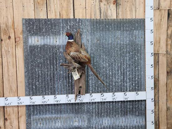 Ringneck Pheasant Full Body Bird Taxidermy (1 of 3)