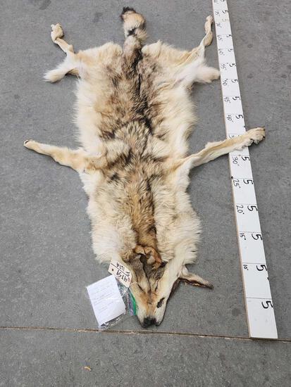 Big Alaskan Wolf Tanned Fur Taxidermy: 47.59 Thick prime fur great color