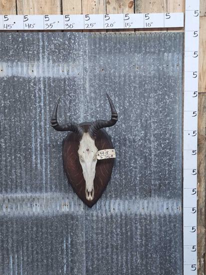 African Hartebeest Skull Taxidermy (1 of 3)