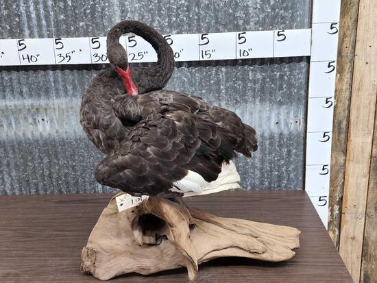 Black Swan Full Body Bird Taxidermy: 32.101 Cool mount preening it's feathers New Zealand