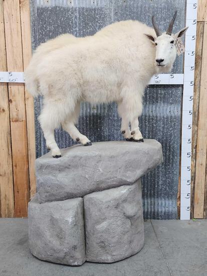 Mountain Goat Full Body Taxidermy Mount (1 of 6)