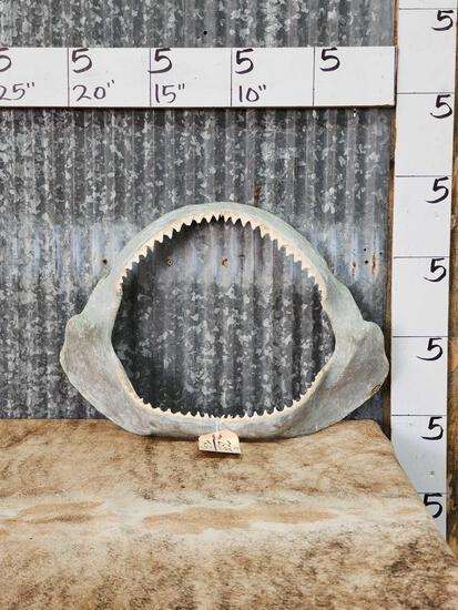 Big Shark Jaw Taxidermy (1 of 3)