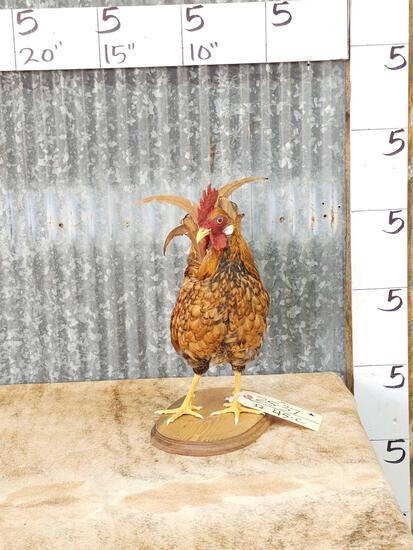 Rooster Chicken Full Body Bird Taxidermy (1 of 3)