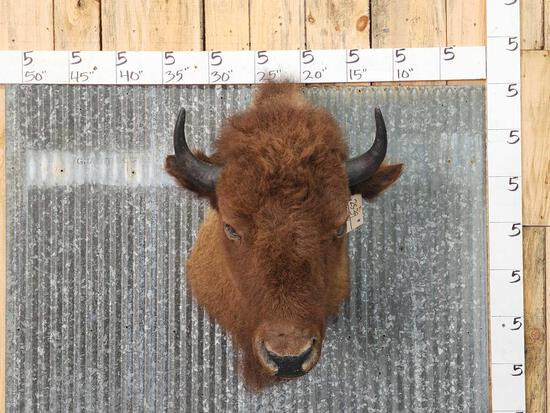 American Bison Buffalo Shoulder Mount Taxidermy (1 of 3)