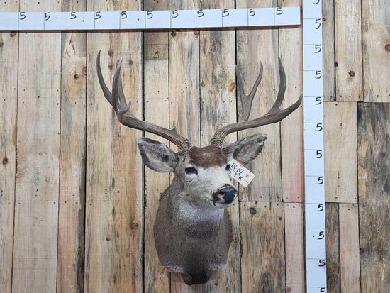 4x5 Mule Deer Shoulder Mount Taxidermy (1 of 4)