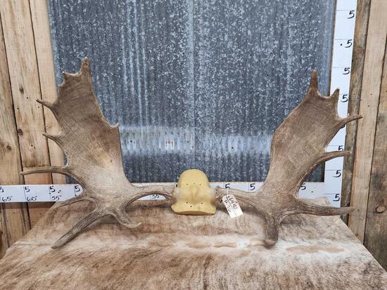 48" Moose Antlers On Reproduction Skull Plate (1 of 8)