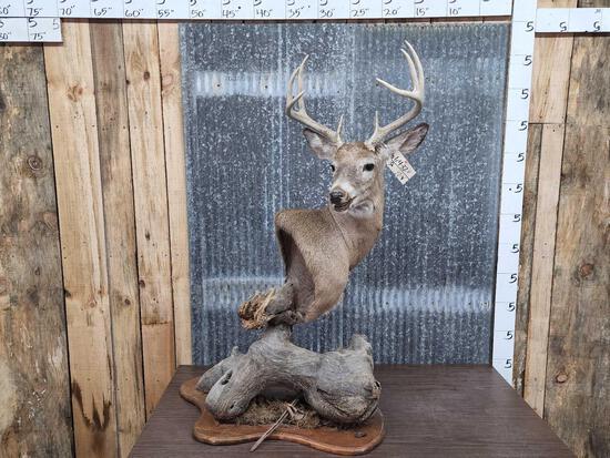 4x4 Whitetail Table Top Pedestal Taxidermy Mount: 64.32 Unique mount great look !