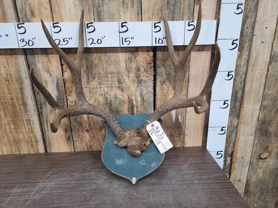 4x4 Mule Deer Antlers On Plaque (1 of 3)