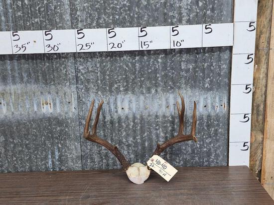 Columbian Blacktail Deer Antlers On Skull Plate (1 of 3)