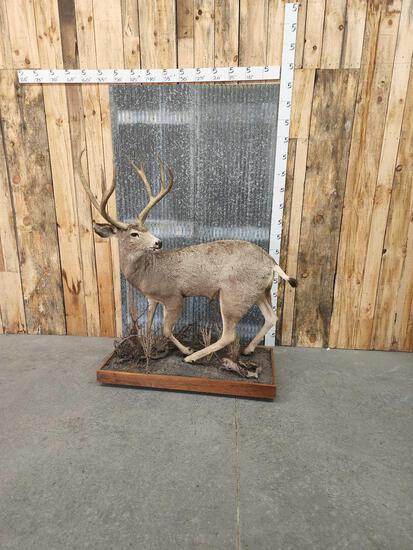Mule Deer Full Body Taxidermy Mount (1 of 4)