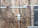 65" Moose Antlers On Skull