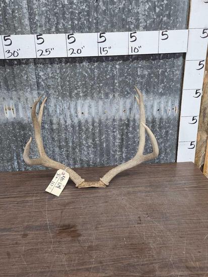 3x3 Mule Deer Antlers On Skull Plate (1 of 3)
