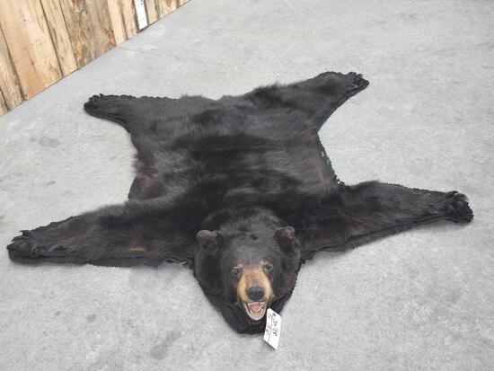 Nice Black Bear Rug Taxidermy (1 of 5)