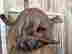 item-135904889=7