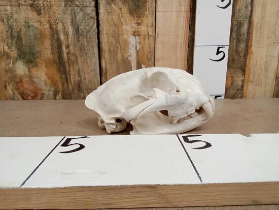 Mountain Lion Skull Taxidermy (1 of 5)